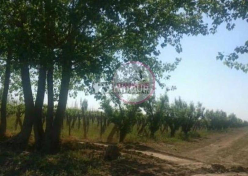 Finca en Venta en Lavalle, Mendoza