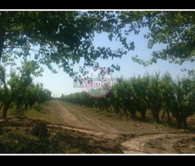 Finca en Venta en Lavalle, Mendoza
