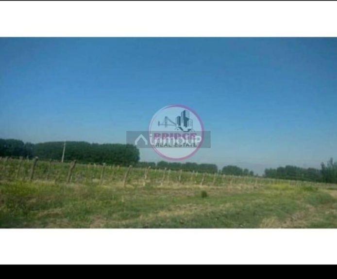 Finca en Venta en Lavalle, Mendoza
