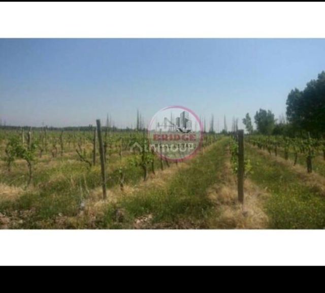 Finca en Venta en Lavalle, Mendoza