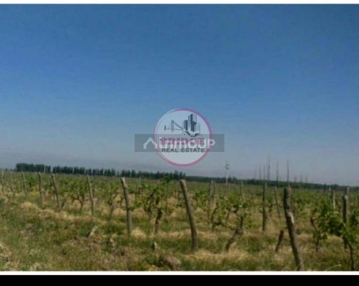 Finca en Venta en Lavalle, Mendoza
