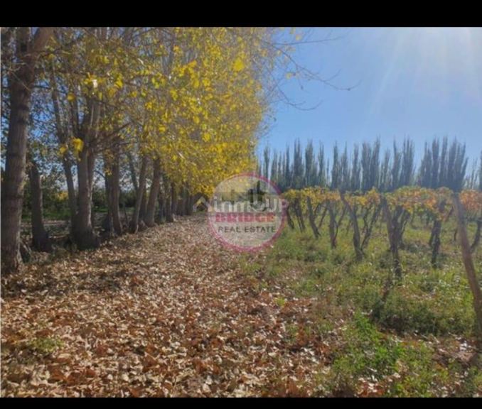 Finca en Venta en Lavalle, Mendoza