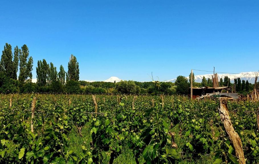 Lote en Venta en Lujan de Cuyo, Mendoza
