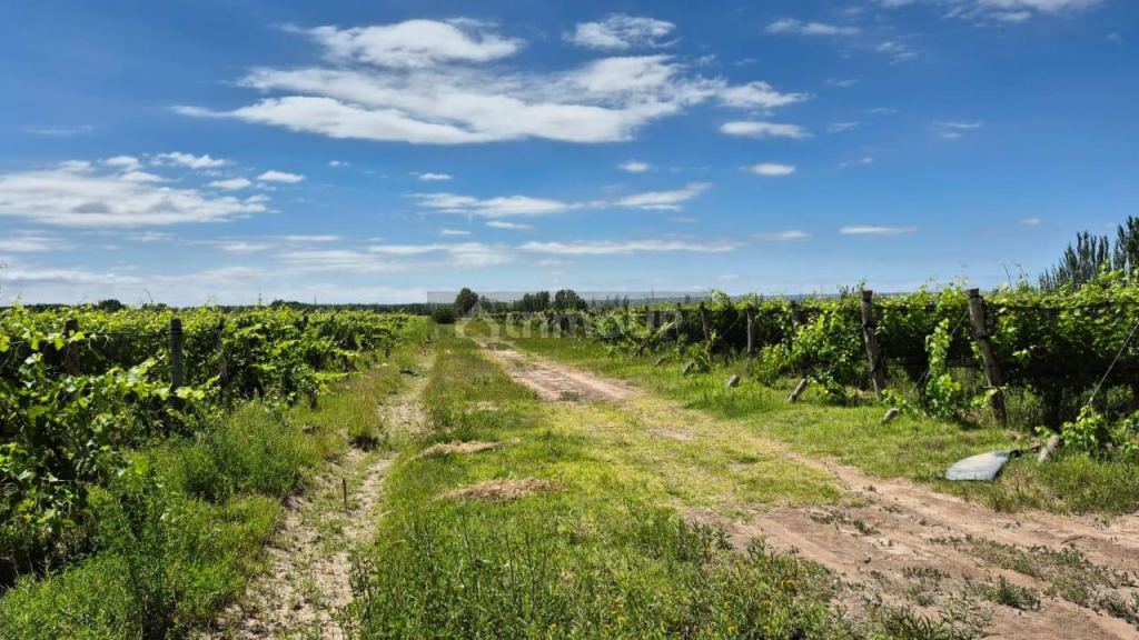 Campo en Venta en Lujan de Cuyo, Mendoza