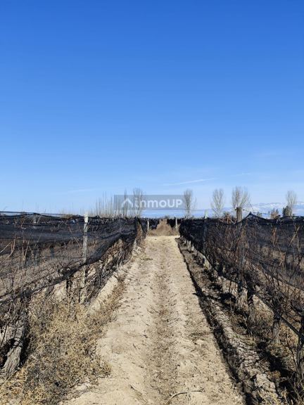 Campo en Venta en Lujan de Cuyo, Mendoza