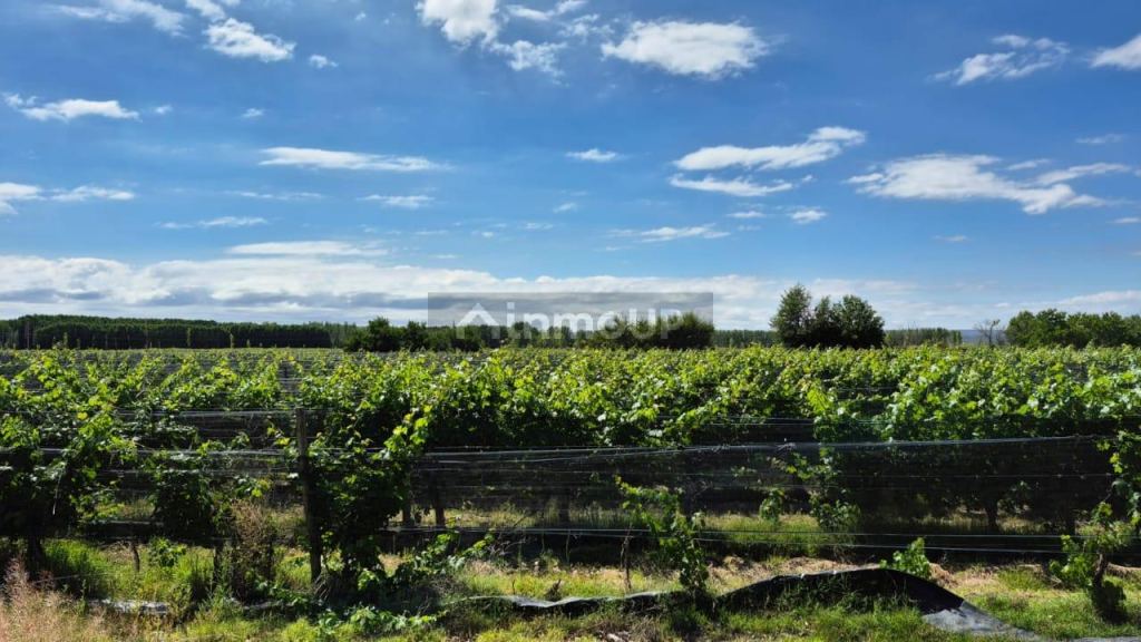 Campo en Venta en Lujan de Cuyo, Mendoza