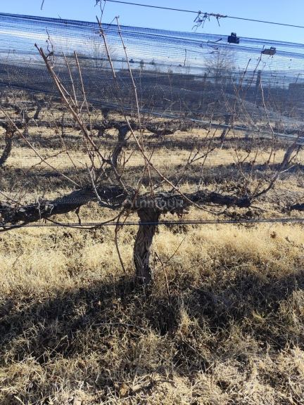 Campo en Venta en Lujan de Cuyo, Mendoza