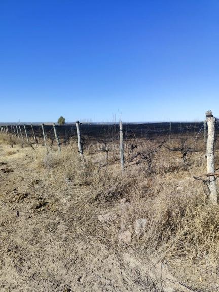 Campo en Venta en Lujan de Cuyo, Mendoza