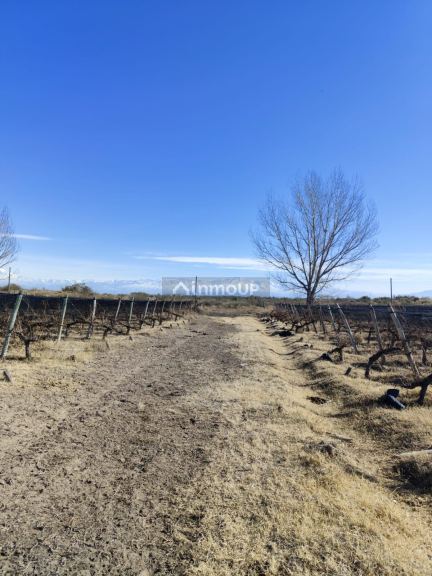 Campo en Venta en Lujan de Cuyo, Mendoza