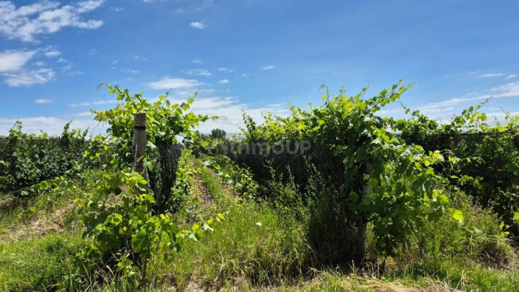 Campo en Venta en Lujan de Cuyo, Mendoza
