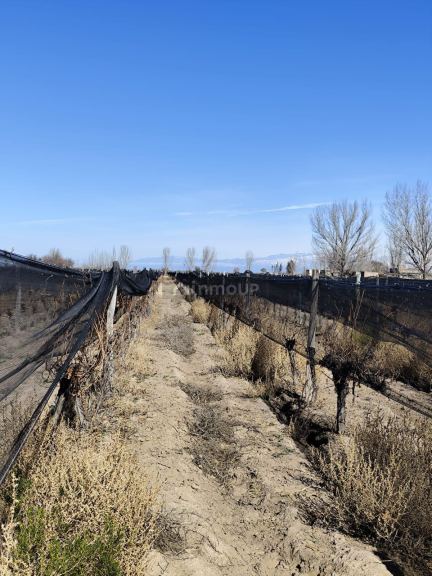 Campo en Venta en Lujan de Cuyo, Mendoza