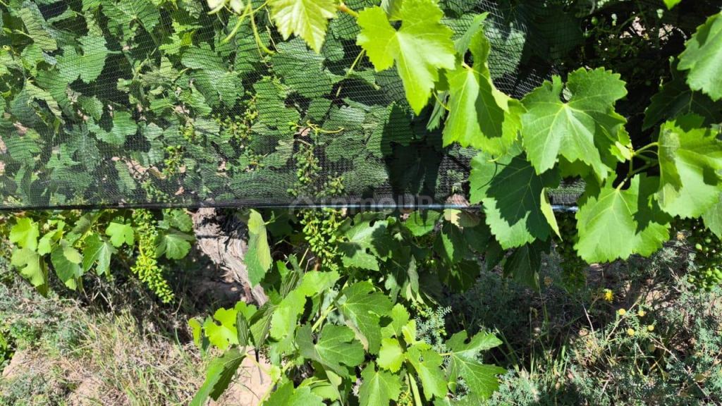 Campo en Venta en Lujan de Cuyo, Mendoza