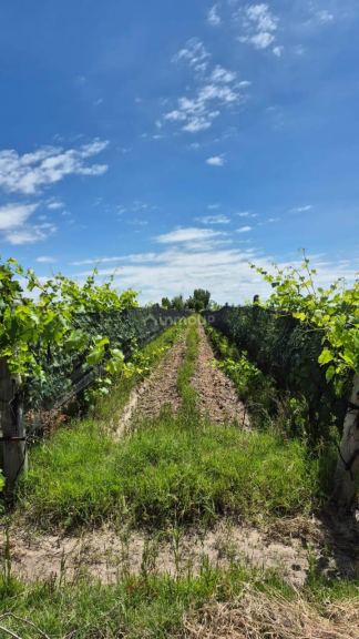 Campo en Venta en Lujan de Cuyo, Mendoza