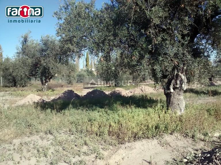 Lote en Venta en Lujan de Cuyo, Mendoza