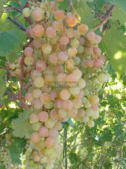 Finca en Venta en Santa Rosa, Mendoza