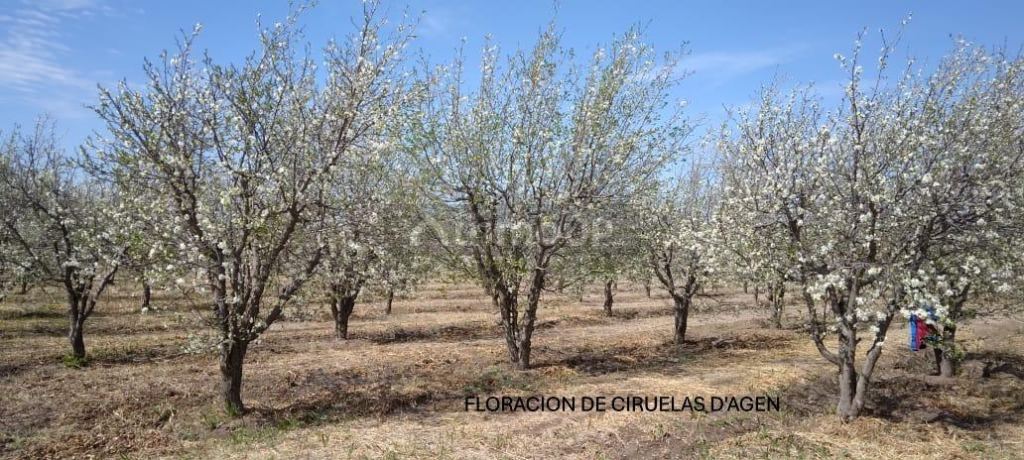 Finca en Venta en Santa Rosa, Mendoza