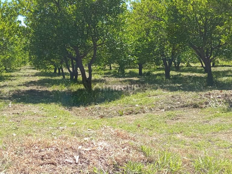 Finca en Venta en Santa Rosa, Mendoza