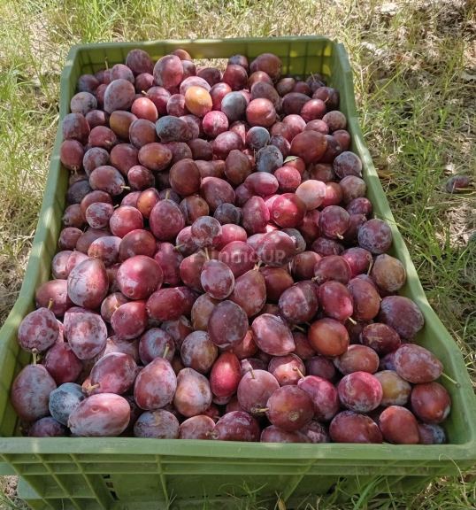 Finca en Venta en Santa Rosa, Mendoza