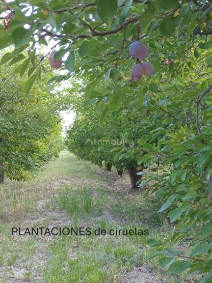 Finca en Venta en Santa Rosa, Mendoza