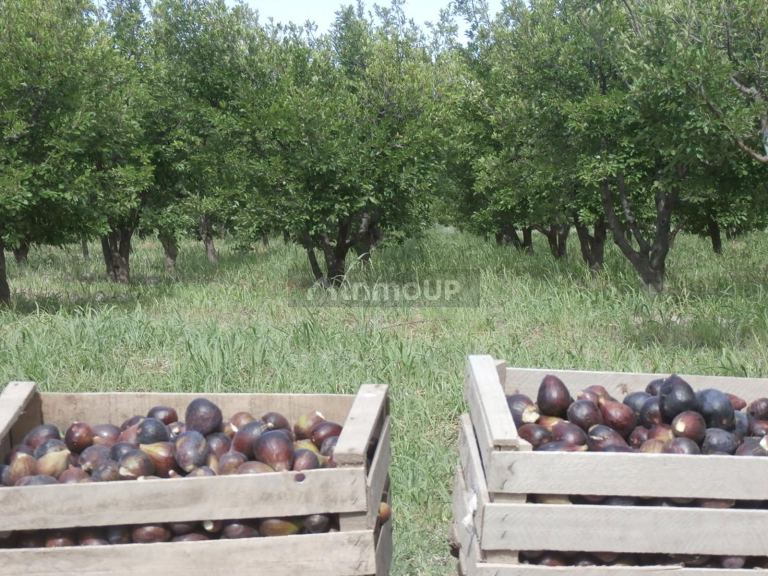 Finca en Venta en Santa Rosa, Mendoza