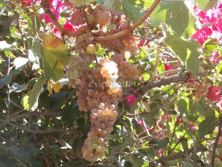 Finca en Venta en Santa Rosa, Mendoza