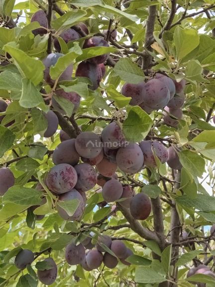 Finca en Venta en Santa Rosa, Mendoza