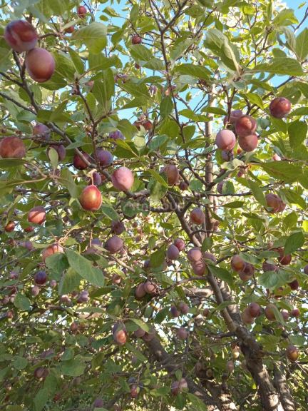 Finca en Venta en Santa Rosa, Mendoza