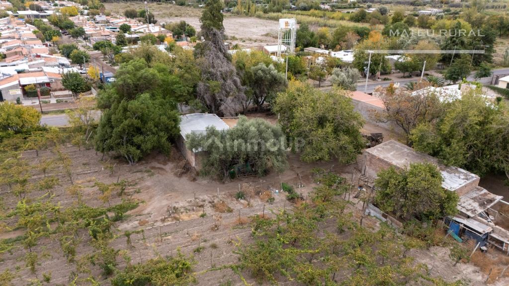 Finca en Venta en San Martin, Mendoza