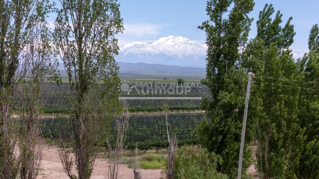 Finca en Venta en Lujan de Cuyo, Mendoza