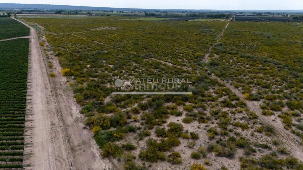 Finca en Venta en Lujan de Cuyo, Mendoza