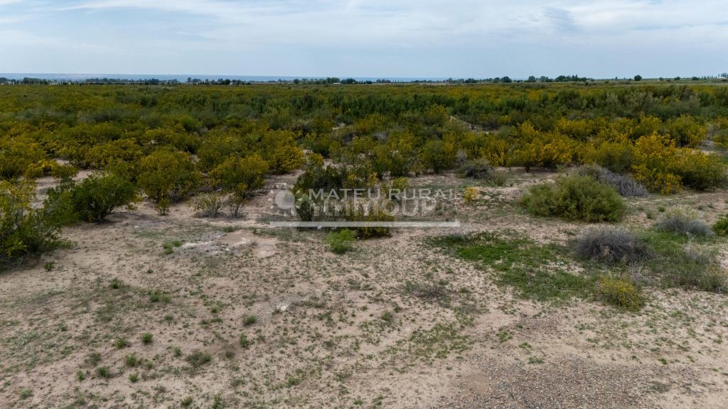 Finca en Venta en Lujan de Cuyo, Mendoza