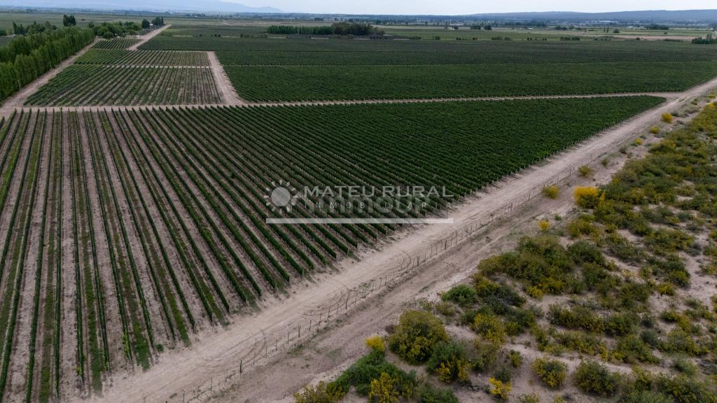 Finca en Venta en Lujan de Cuyo, Mendoza