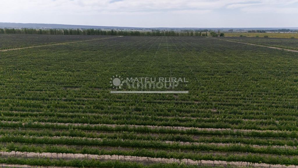 Finca en Venta en Lujan de Cuyo, Mendoza