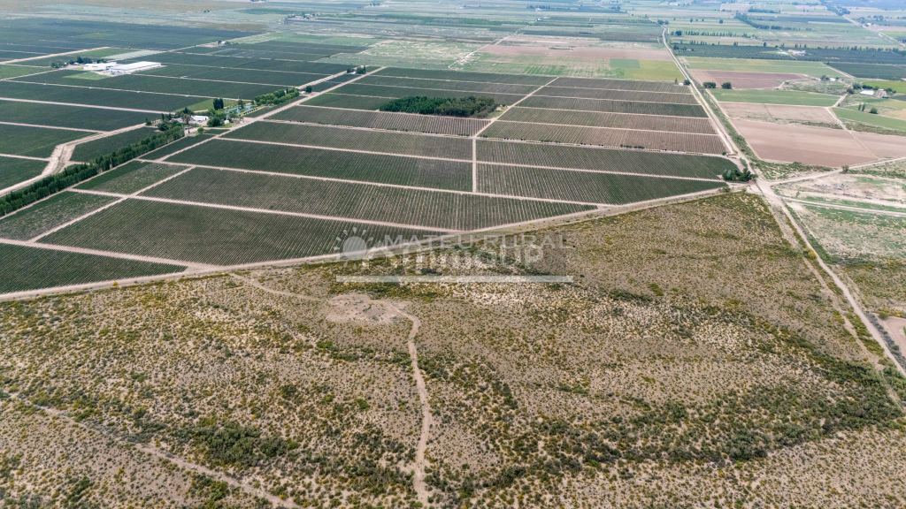 Finca en Venta en Lujan de Cuyo, Mendoza