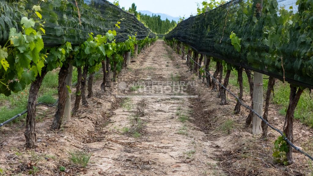 Finca en Venta en Lujan de Cuyo, Mendoza