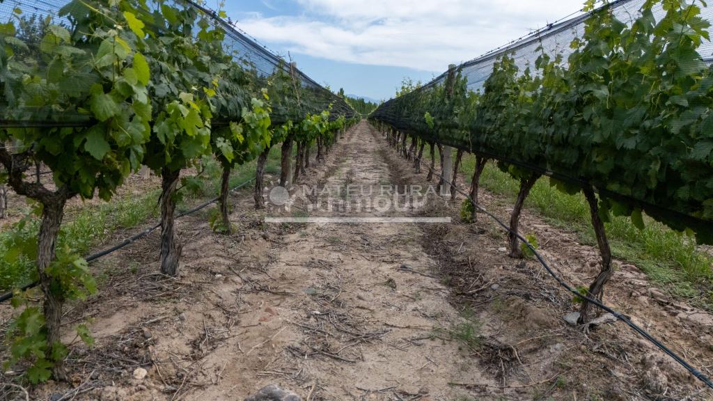 Finca en Venta en Lujan de Cuyo, Mendoza
