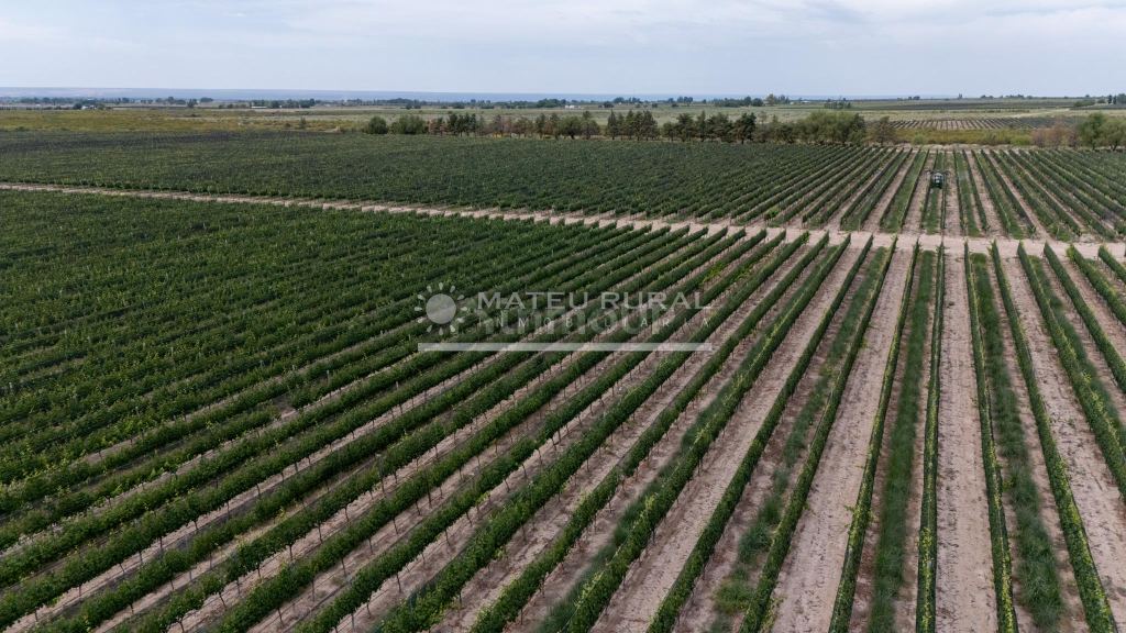 Finca en Venta en Lujan de Cuyo, Mendoza