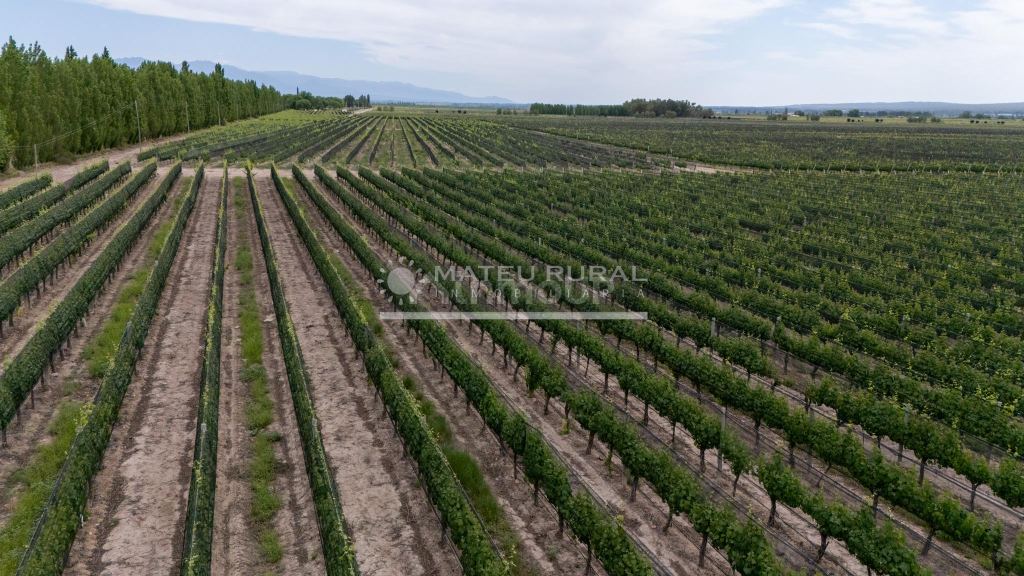 Finca en Venta en Lujan de Cuyo, Mendoza