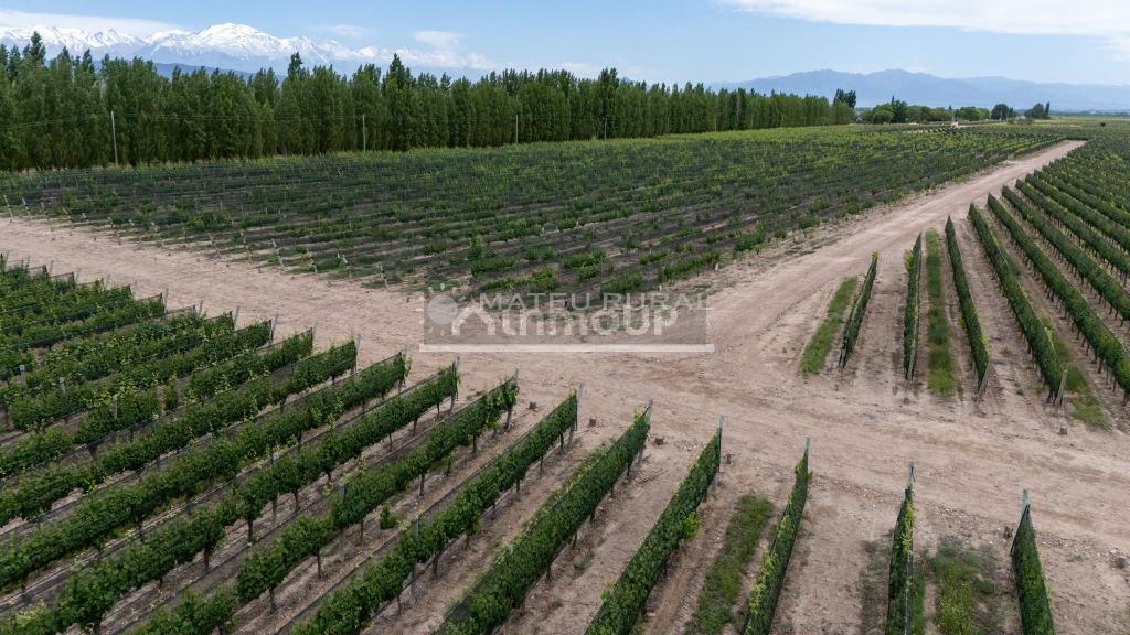 Finca en Venta en Lujan de Cuyo, Mendoza