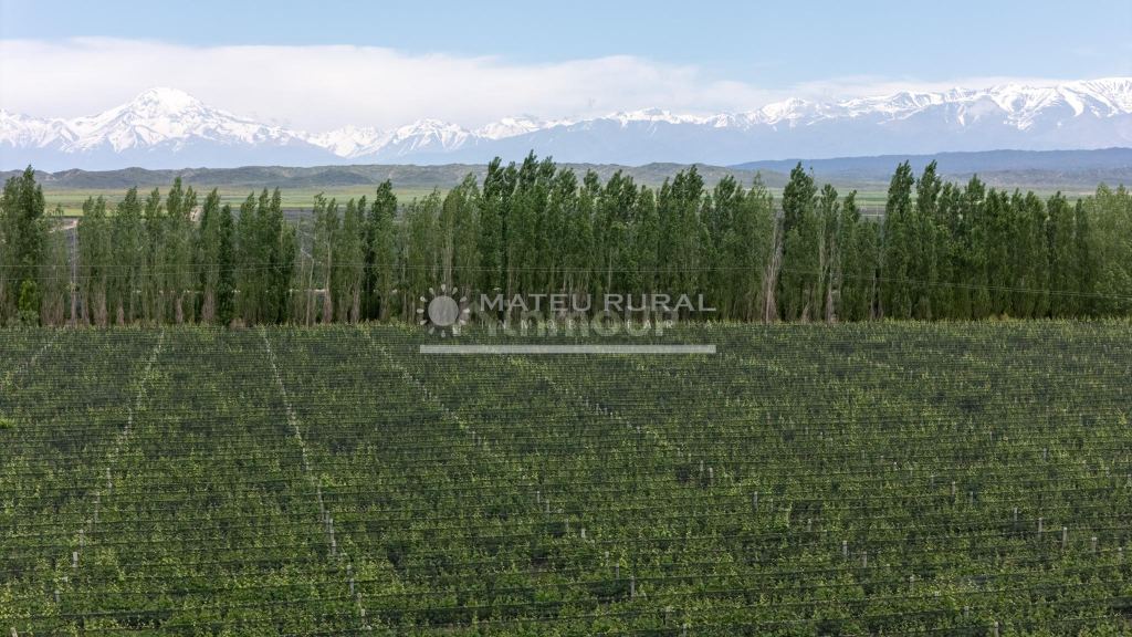 Finca en Venta en Lujan de Cuyo, Mendoza
