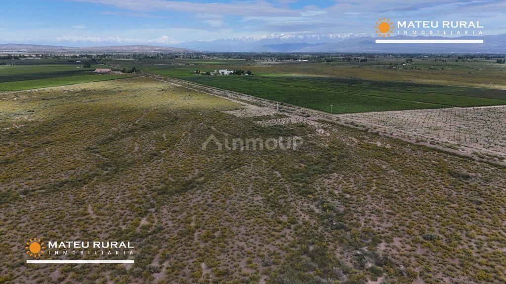 Bodega con Viñedo en Venta en Maipu, Mendoza
