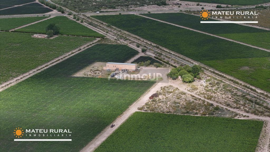 Bodega con Viñedo en Venta en Maipu, Mendoza