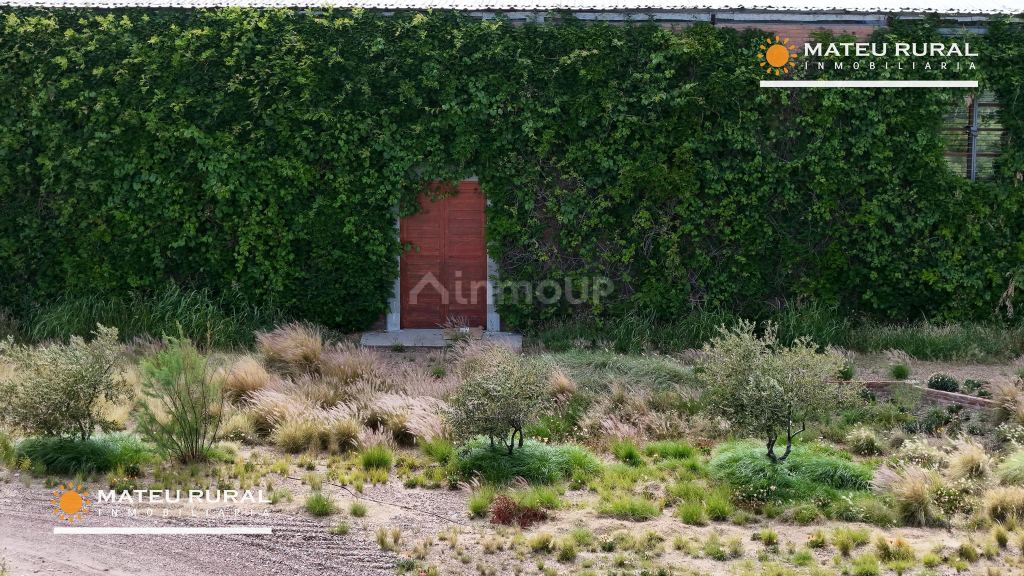Bodega con Viñedo en Venta en Maipu, Mendoza