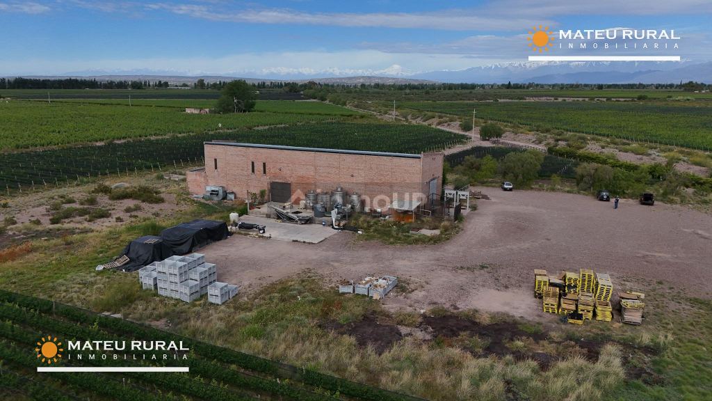Bodega con Viñedo en Venta en Maipu, Mendoza