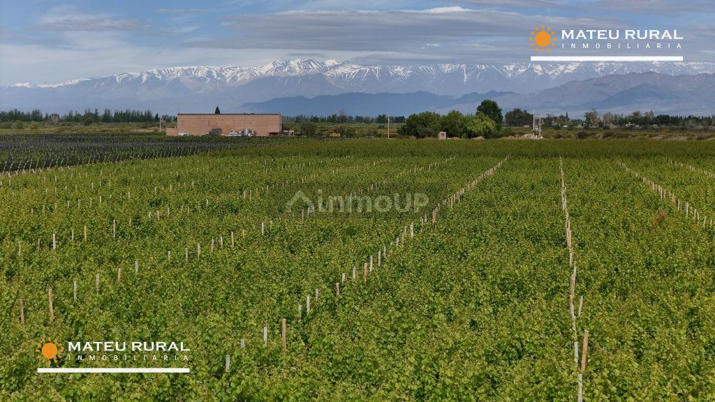Bodega con Viñedo en Venta en Maipu, Mendoza