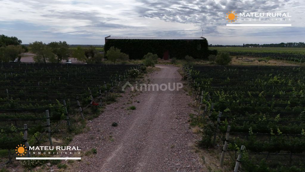 Bodega con Viñedo en Venta en Maipu, Mendoza