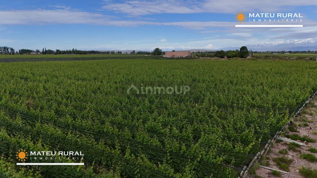 Bodega con Viñedo en Venta en Maipu, Mendoza