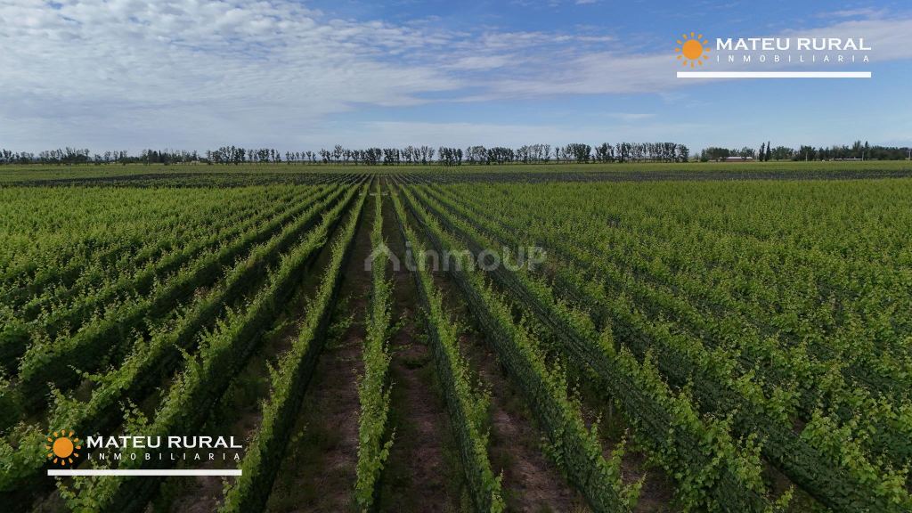 Bodega con Viñedo en Venta en Maipu, Mendoza