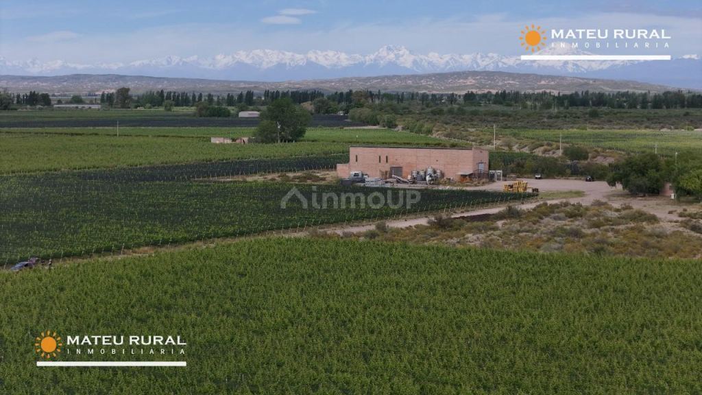 Bodega con Viñedo en Venta en Maipu, Mendoza