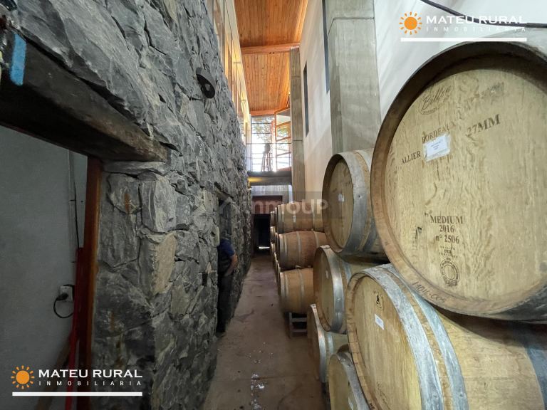Bodega con Viñedo en Venta en Maipu, Mendoza